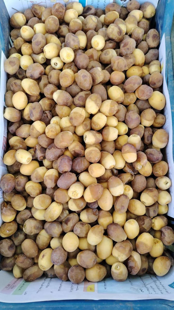 تمر برحي