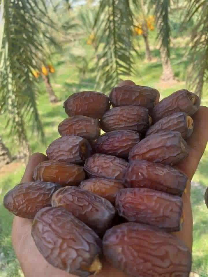 السلام عليكم ورحمة الله
موسم خير وبركه على جميع الاخوان الطيبين 
نبدي وياكم ببوكة الصلاة على محمد وال محمد
نعرضلكم ليوم بتاريخ ٢٠٢٦/٩/١٠ يؤم الخميس
فسايل بريم درجة اولى شرط تاكل و تشلع 
فسيل برحي حر التمرة الخشنه 
فسيل مكتوم الحر الدرجة الأولى
فسيل بلكة سماوة تمرة الخشنه 
فسيل مجهول فلسطيني تمرة العملاقه 
و موجود امايات جميع الانواع و القياسات من متر الى ٦ متر 
كادر عمل متكامل قلاع و نقل وشتال 
مكاني محافظة واسط 
واتساب ***********
اتصال *********** 
وموجود توصيل كل المحافظات
