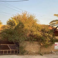 بغداد الجديدة • ٤٠٠م • مسلح
