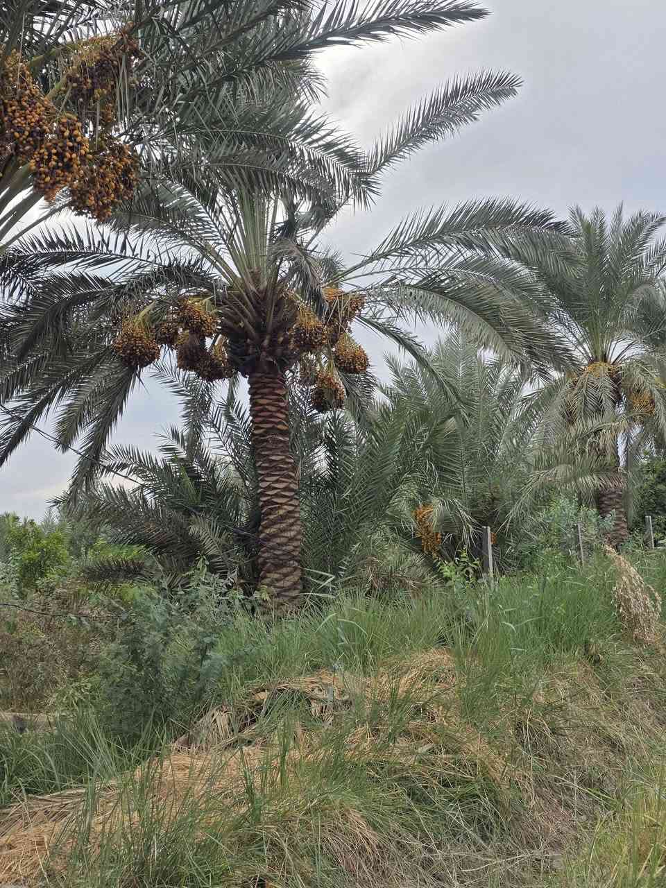 قضاء بلد • ٣ دونم • نخيل