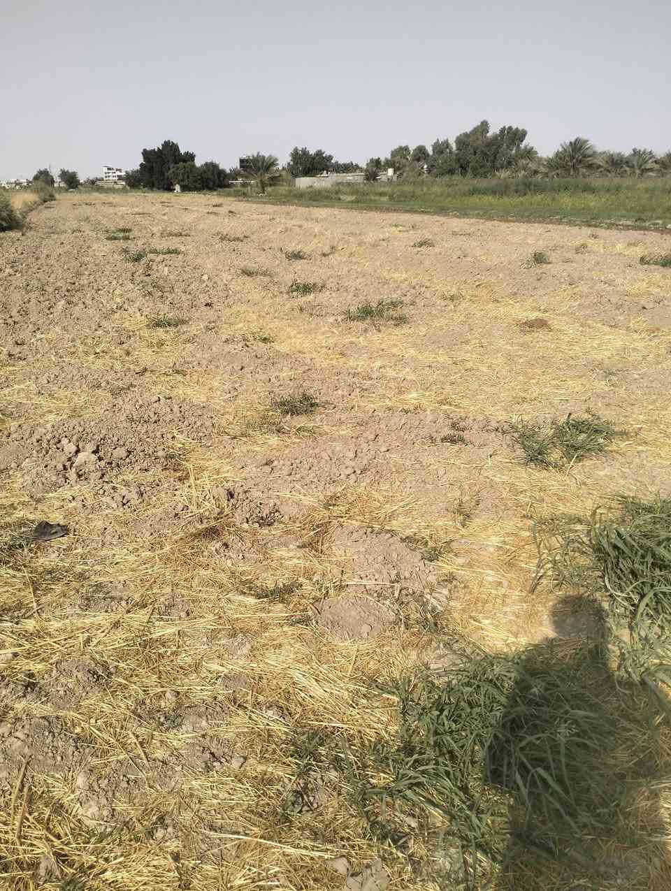 دونم • اليوسفيه • عقد 35