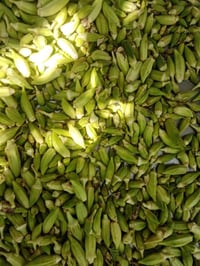 بانيه ناعمه ٣ كيلوات سعر الكيلو ٤ الاف حوش الان للتواصل 07700258792