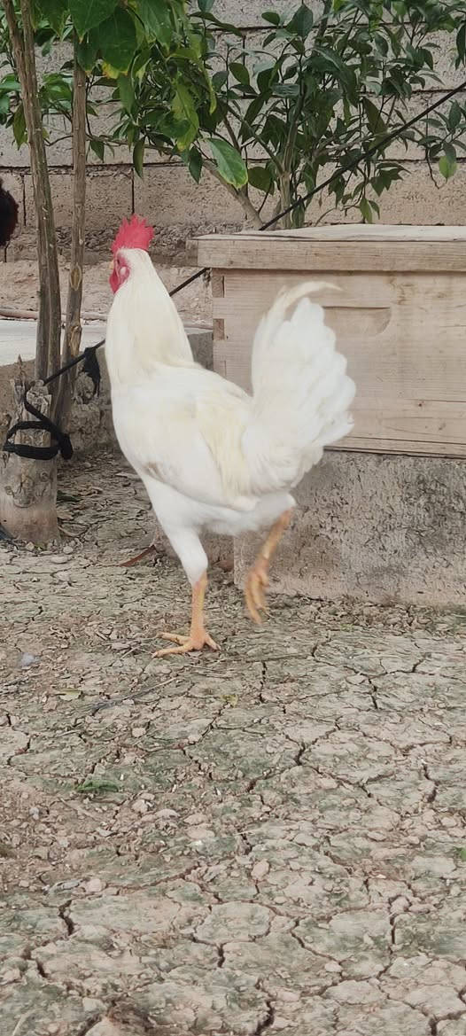 ديوجه عرب • سنة • ٤ للبيع