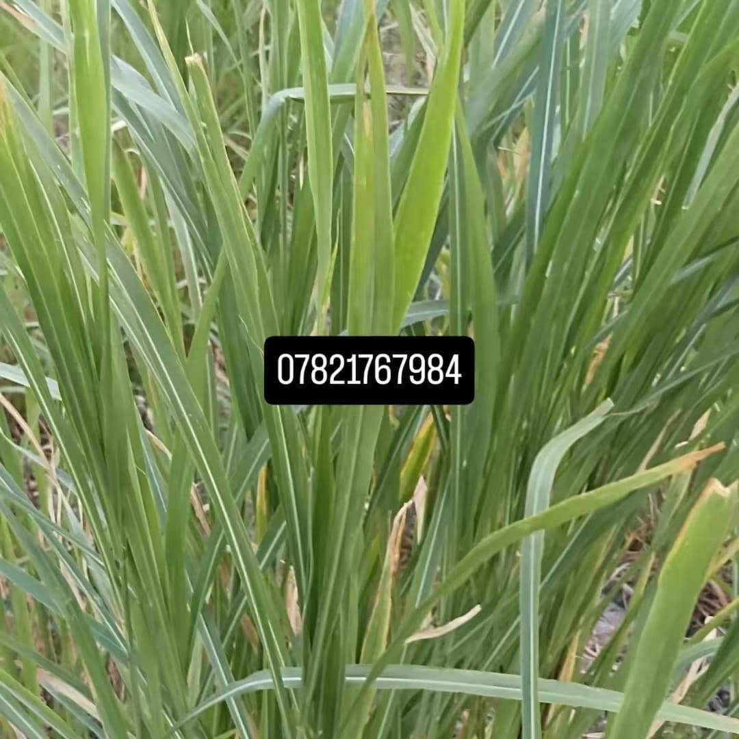 السلام عليكم ورحمة الله وبركاته

جملتنا هي الأفضل تعمل في خدمتكم

إلى أصحاب المحلات #التجارية والمزارعون

يعلن #مكتب زراعة ابو علي 🏢 

عن توفر #البونيكام الاسباني  #والبرازيلي 

ذات فوائد درجه اولى
من حيث الحليب كثرة البروتينات التسمين

الأسعار #مناسبه و انخفاضيه

#متوفر بذور البونيكام الاسباني درجة اولى وتوجد خدمة توصيل 
للحجز على الواتساب فقط او الاتصال على الارقام التالية 👇

                ***********  مع #واتساب 

                ***********  مع #واتساب   
      
                                                                     #الواتساب للحجز 👇
  
https://whatsapp.com/channel/0029Vb72KV96GcGBE2jHjP0y
