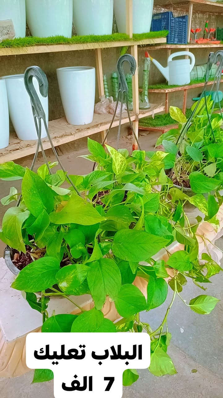 نباتات ظلية • اليوكا • دراسينيا