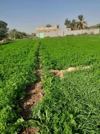 البدعة الشطرة • ٧ دونم • بيت جاهز