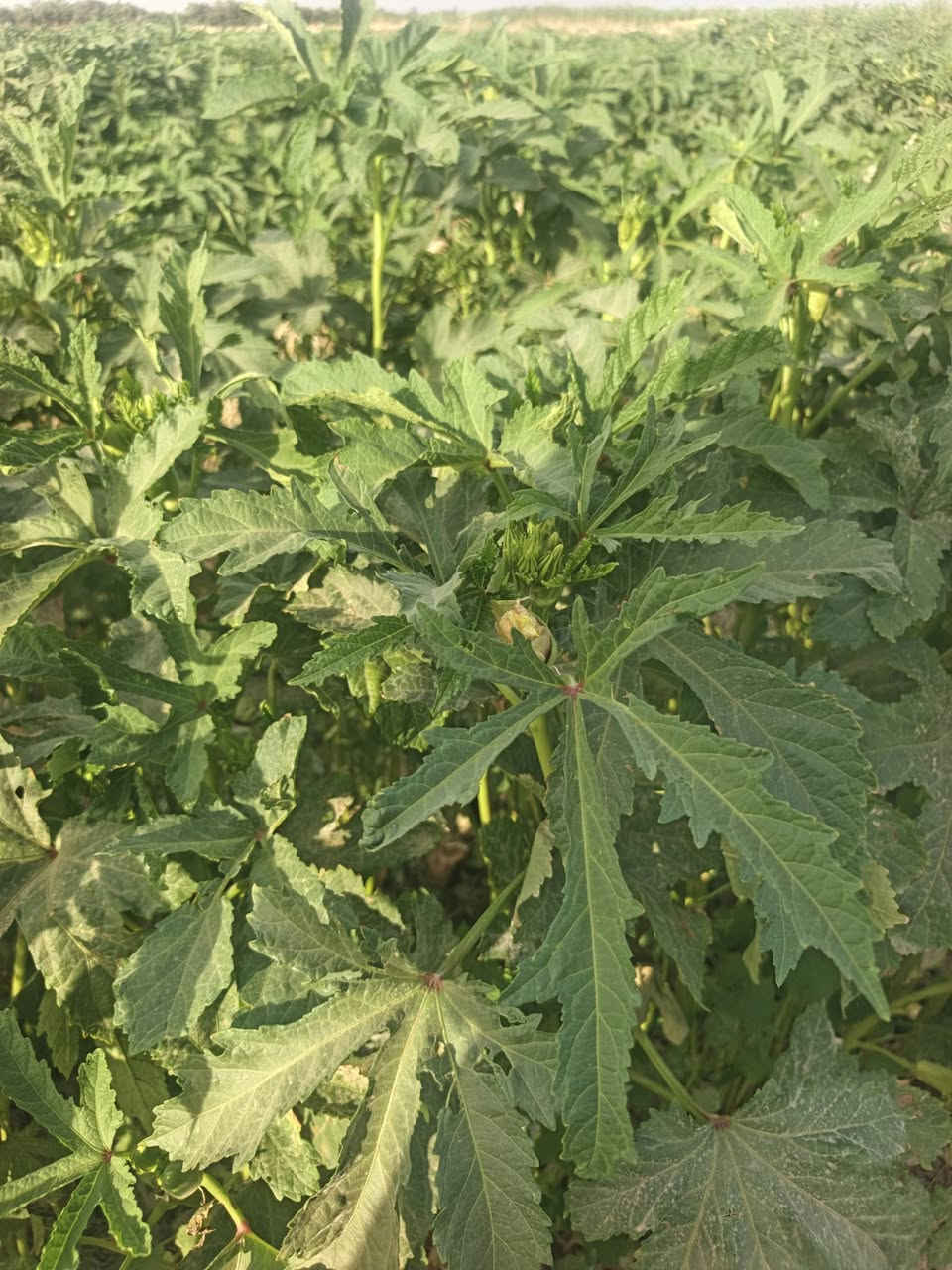 يوجد لدينا بذور باميه فرنسيه للبيع متعهد ضمان شرط الإنتاج علوها شبر تنتج عمرها 40 يوم *********** /***********
