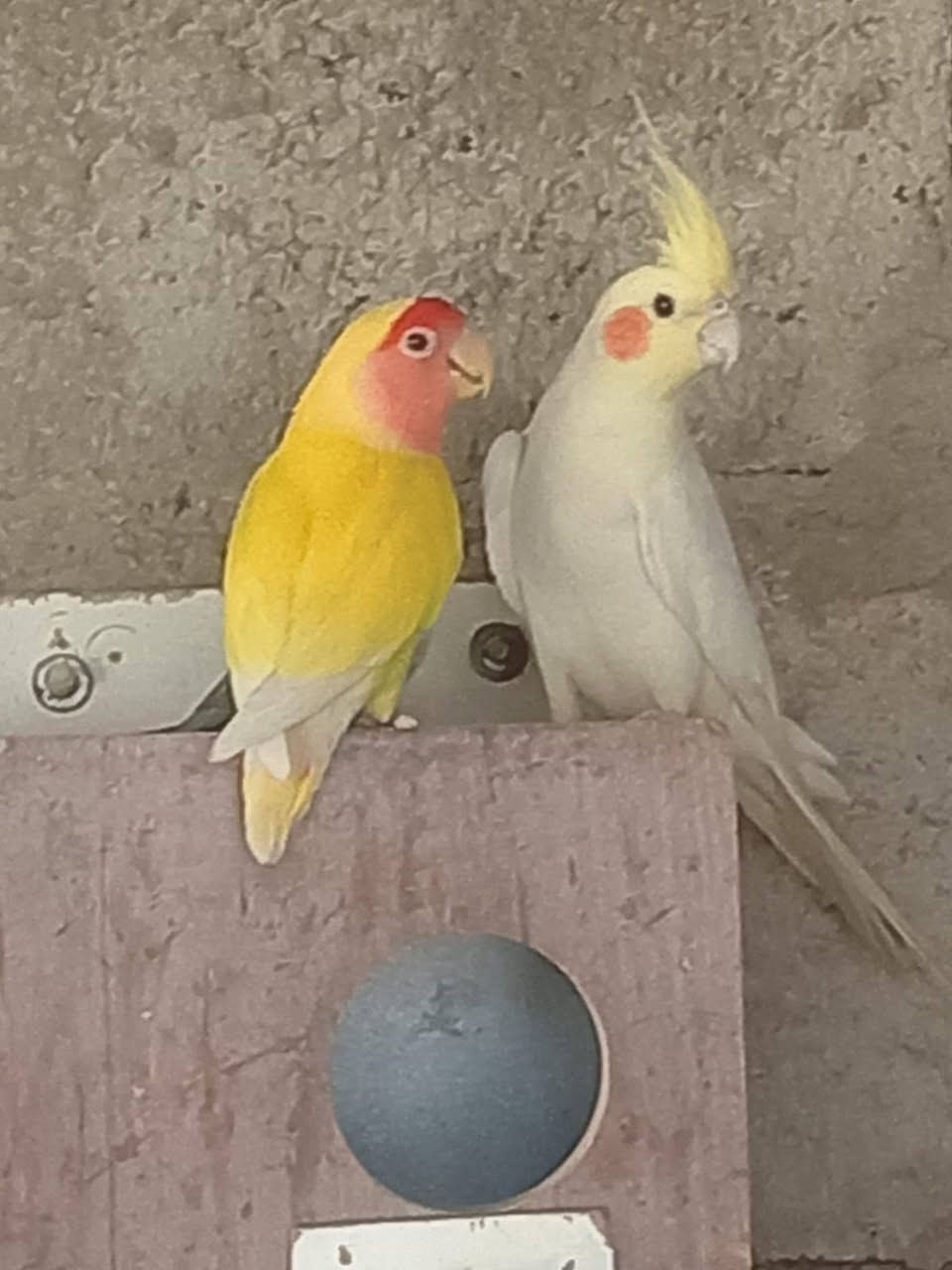 متاح زوج كوكتيل وطيره غندور وتساب ***********
