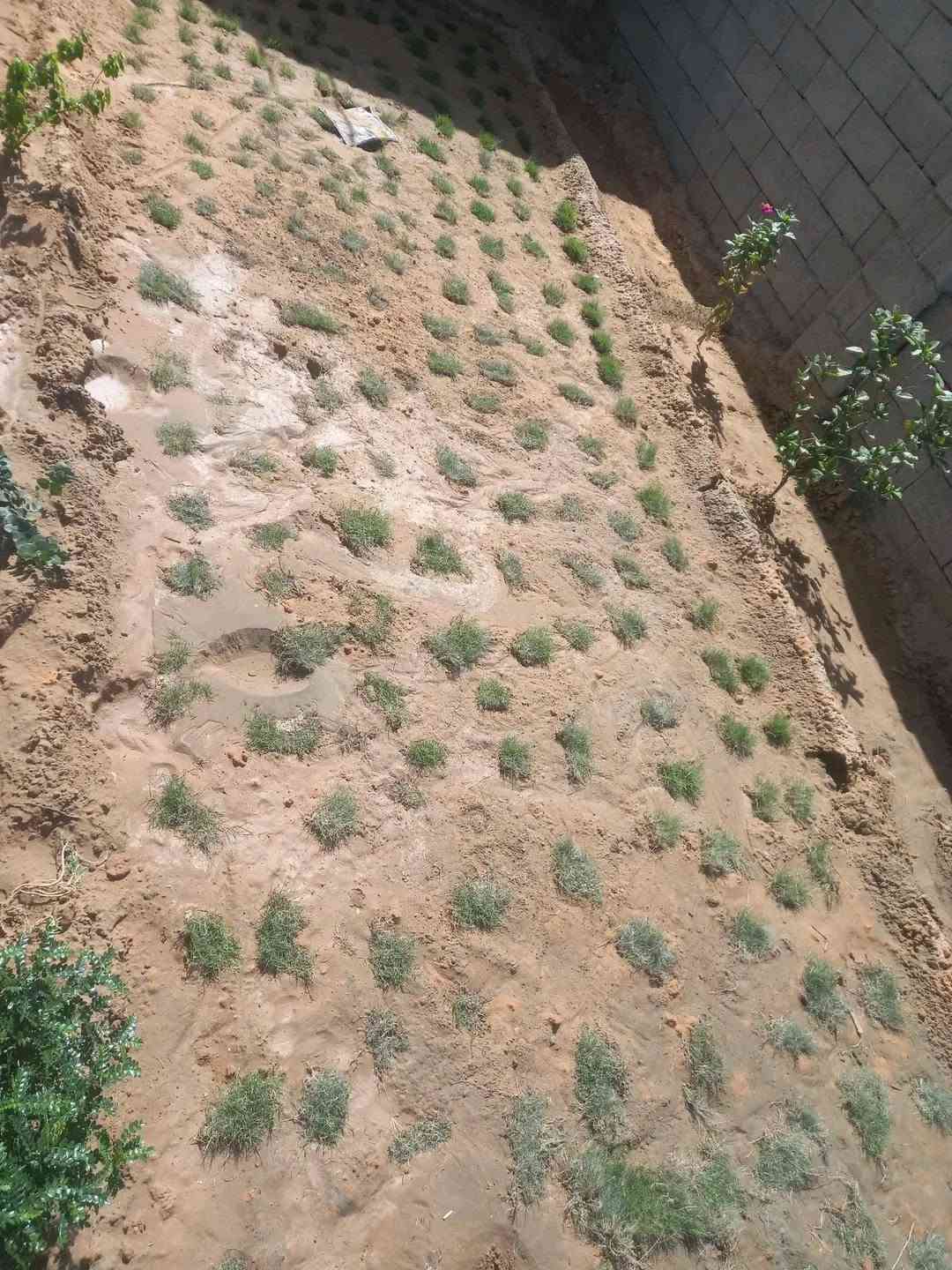 ثيل طبيعي • تسوية أرض • الديوانية والحلة