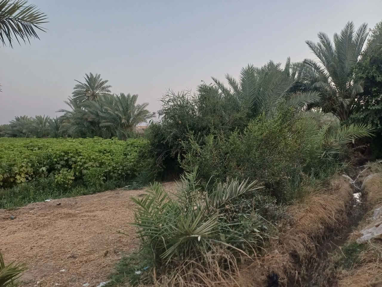 سلام عليكم أرض زراعيه ٢٠ دونم طابو سند ٢٥ وبيها ماي وكهرباء ومدرسه بيها ٢ بيوت جاهزات للسكن شارع قريب عليها مكان الارض براكيه قريبه ع شارع حمزه الغربي وآل شوملي قريبه ع سريع مداور مباشر كاع حلوه كلها زراعه ملاحضه مكلف بل نشر رقم صاحب الأرض ***********
