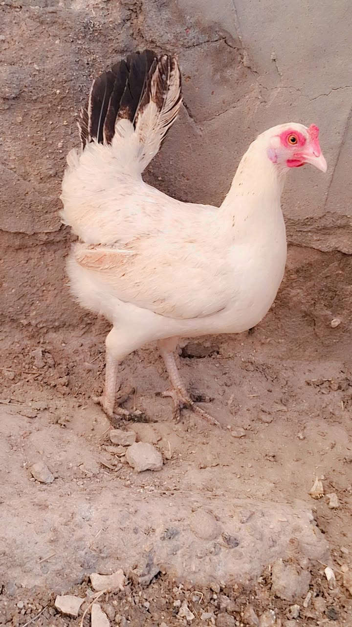 متاح دجاجات عدد٩ + ديج واحد
دندراوي خط اول 

 صحه خير من الله دم نقي 

كلهن يبيضن الماتبيضن ترجع 

مكاني بابل المسيب 

***********
