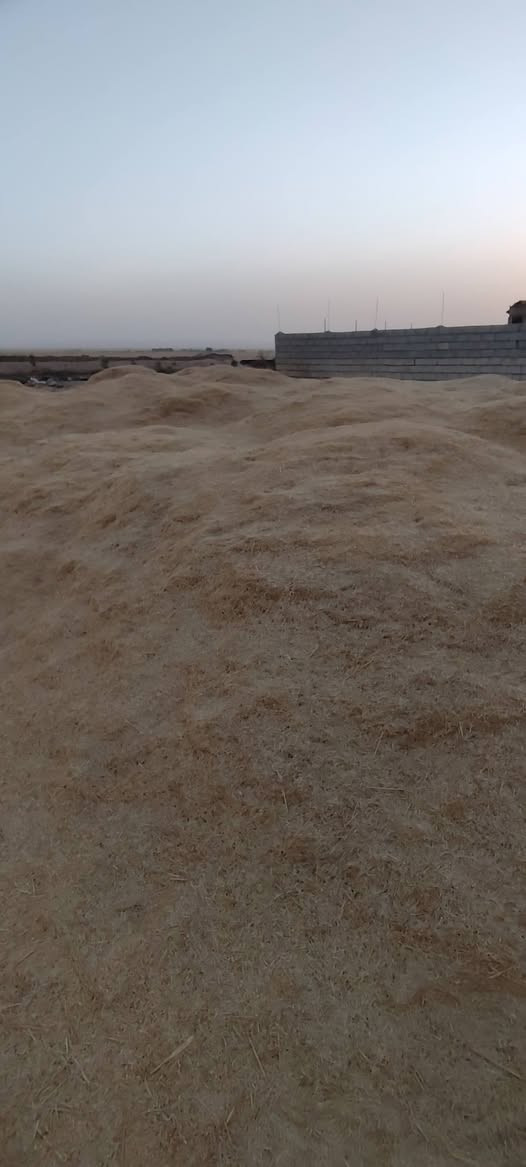 تبن • درجة أولى • ٢٠ عربانه
