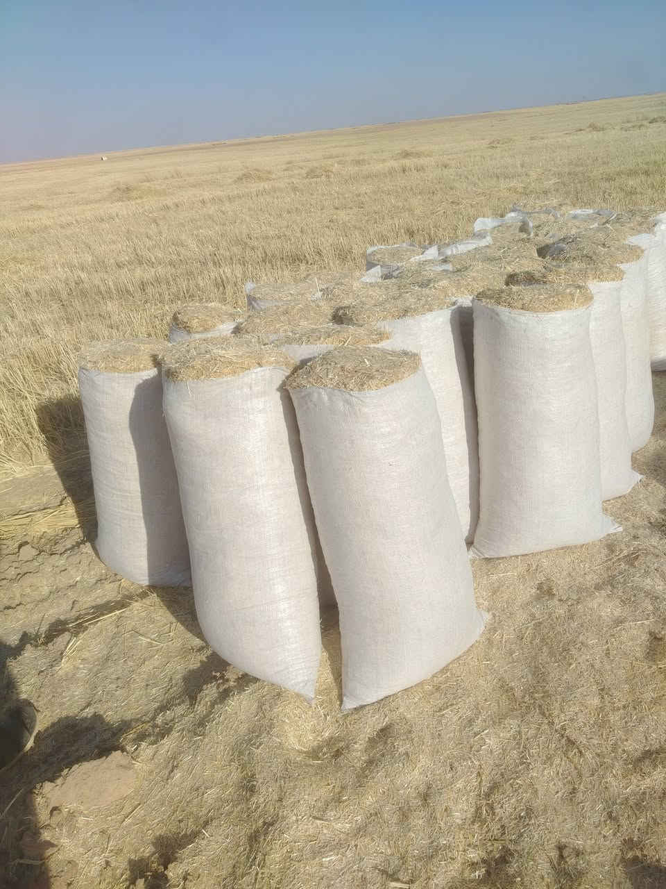 يوجد تبن للبيع جديد مال حنطة أبيض وناعم حجم الكيس ٥٥ الزوج ١٧٥٠ وحجم الكيس ٦٠ الزوج ٢٧٥٠ واصل جميع مناطق الجدعه ومناطق الشرقاط لاتصال على الرقم *********** شرط الدكاك مال ديم ***********

