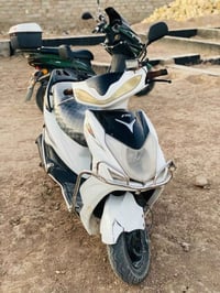 ثعلب • ابيض • نظيفه