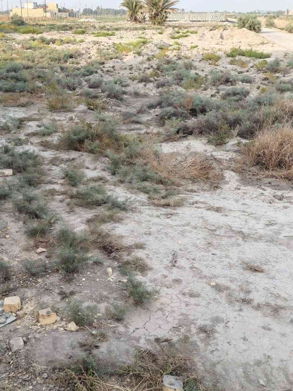 طابو زراعي • سند ٢٥ • قرب مشتل نيبور