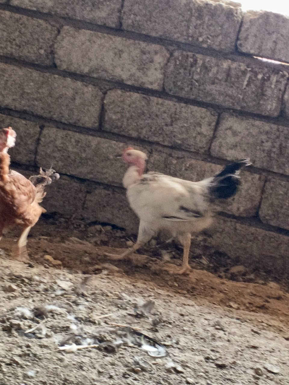فراريج • شلّع ومفرد • ٢٨