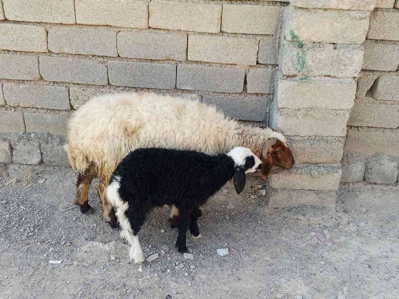 يوجد مطفل للبيع المكان بيجي حي العصري رقم الهاتف ***********
***********

