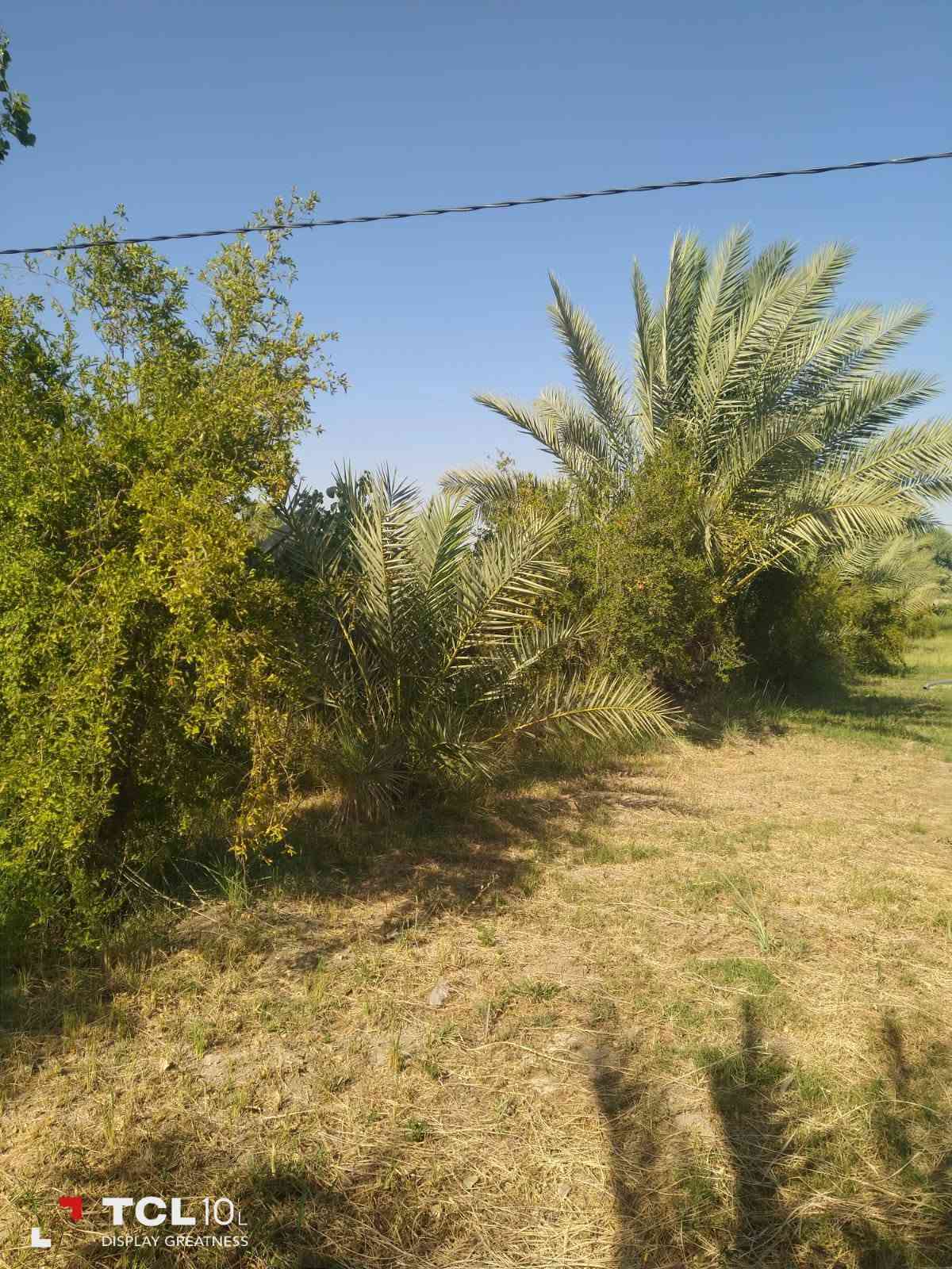 طابو زراعي • سند ٢٥ • دونم ونص