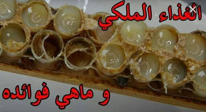 #وصلت_وجبة_جديدة_عسل_السدر_

نعمل #بالتوصيل المنزلي داخل السماوة فقط

فوائد عسل السدر
يعد عسل السدر الأصلي من أجود أنواع العسل فهو يتم استخلاصه من أزهار شجرة السدر المعروفة بفوائدها الكثيرة، والتي تنتشر بكثرة.

ويعالج عسل #السدر الملايين من الأمراض المزمنة وفيما يلي " أهم الأمراض التي يعالجها:

يستخدم في علاج العدوى البكتيرية.
 
يعالج عسل السدر الأصلي مرض التيفود.
 
يعالج عسل السدر مشاكل القولون.
 
يعالج عسل السدر الالتهاب الرئوي.
 
يعالج الإمساك المزمن.
 
يكافح الخلايا السرطانية و يسيطر عليها.
 
يساعد في عمليات الهضم ويقلل من الحموضة.
 
يعالج عسل السدر الربو ونزلات البرد.
 
يفيد عسل السدر في حالات العقم.
 
يعزز عسل السدر من الصحة الجنسية.
 
يقوي جهاز المناعة.
 
مفيد لمرضى السكر.
 
يقلل تساقط الشعر.
 
يقلل عسل السدر من التوتر والقلق.
 
يرطب البشرة ويزيد من نضارتها.
 
يعالج مرض سلس البول.
 
يخفض مستويات الكوليسترول السيئ في الدم.
 
انخفاض الدهون في الأوعية الدموية.

للحجز والاستفسار يرجى مراسلتنا على الخاص او الإتصال بنا على الرقم الموجود

***********.  واتساب

توصيل داخل السماوة فقط
