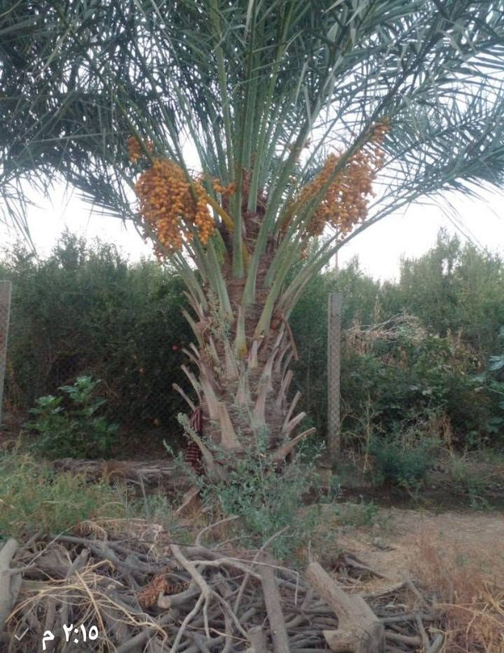 مرجوحه • مبطنة • قرية المسحك