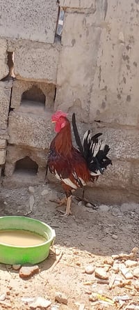 ديج صاحي • للبيع