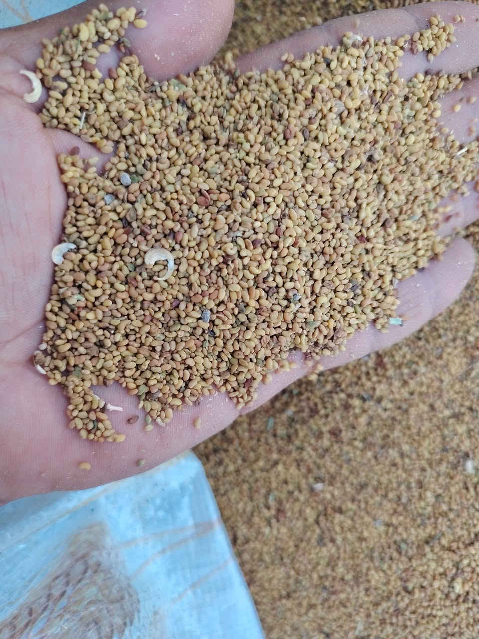 بذور الجت العراقي 🇮🇶

بذور عراقية درجة أولى، تتميز بارتفاع نباتي عالٍ ونمو جيد، ومناسبة لإنتاج محصول علفي بجودة وإنتاجية جيدة. 🌾

📍 مكتب أزهر الزراعي – ذي قار، الناصرية، شارع 20
📞 ***********

#بذور_الجت #الجت_العراقي #بذور_عراقية #درجة_أولى #أعلاف #محاصيل_علفية #الزراعة_العراقية #ذي_قار #الناصرية #مكتب_أزهر_الزراعي #المهندس_أزهر_ستار_الجبوري #جملة_ومفرد
