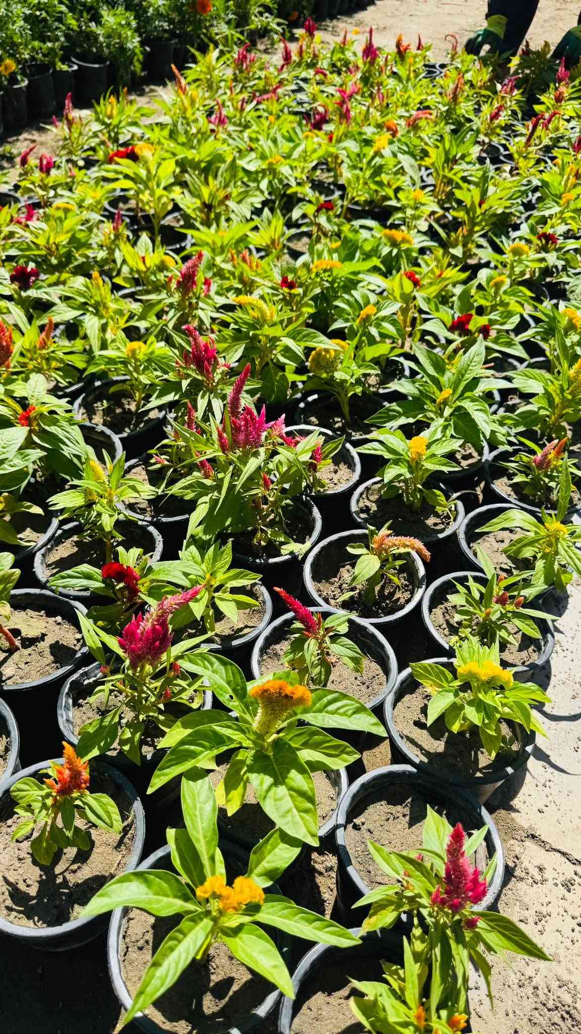 مسـواك جديد بفظل الله 🌹🔥🧑‍🌾
توفر جميع أنواع زرع خارجي داخلي 🌸🌳♥️🔥

عروض جوه سوك لي عليك توصي يوصل طلبك باب بيت 🧑‍🌾

للستفسار ***********
