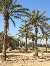 نخل • ٤-٧م • ٣٠نخلة
