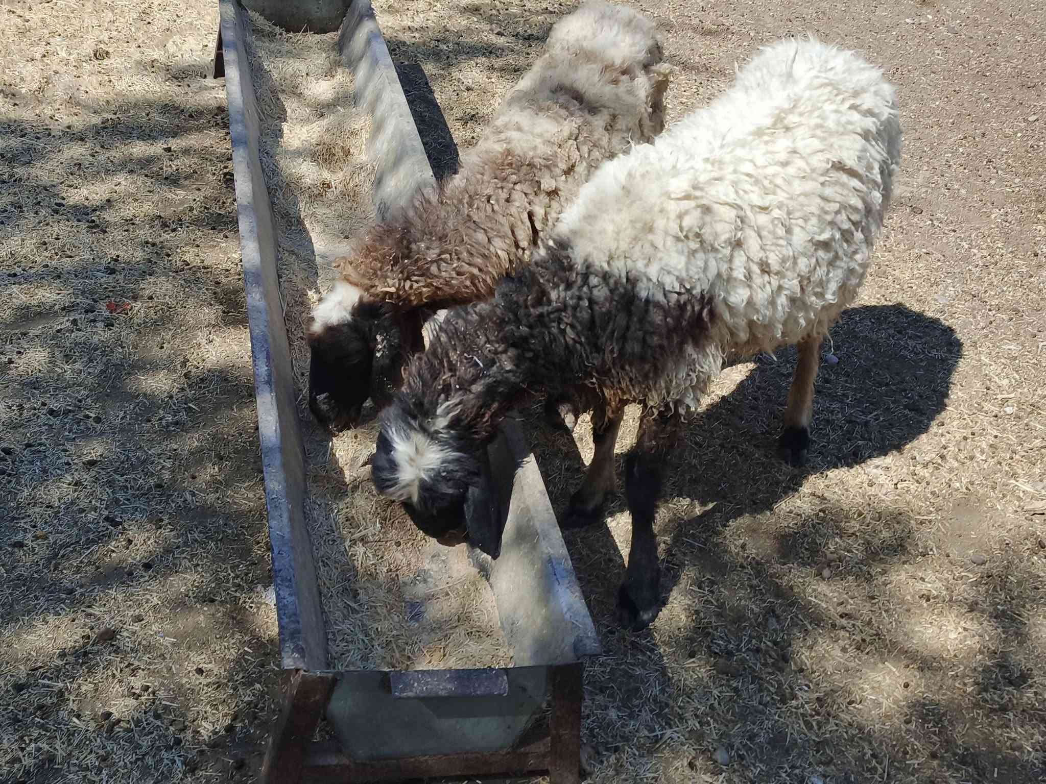 يوجد وراجين حانيات شهر ونص شرط نصاحه سن وشطر شرط ضمان3يام نصاحه فول نشاط وين جنايه سعر 400الف شلع كلهن المكان بيجي رقم الهاتف‏‪***********‬‏
