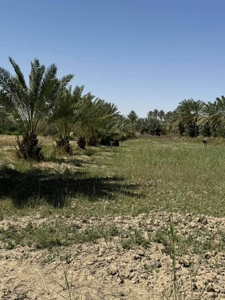 عشط نهر الفرات • ٣دونم • طابو