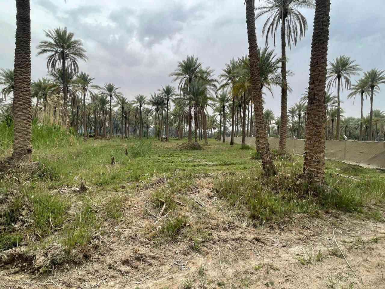 قطعه ارض للبيع المساحه ١٠٠٦متر سند ٢٥ الموقع كربلاء طويريج خلف البانزين خانه مال ابو جوعانه  للاستفسار والتواصل على الرقم ادناه*********** (معاد النشر بسبب الوعود الكاذبه)
