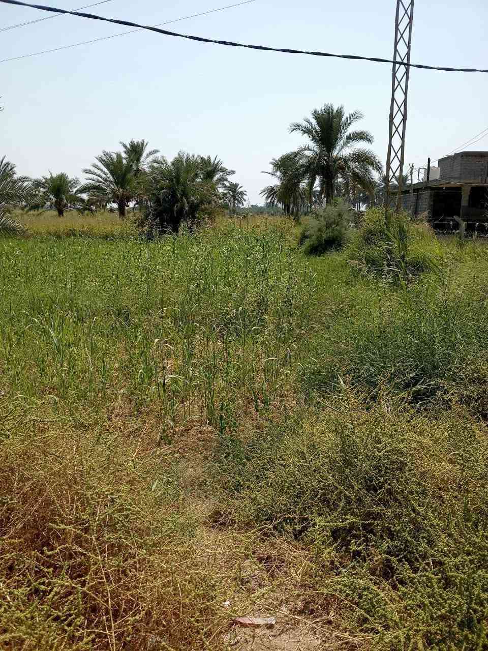 بالوجه • نص دونم • سند ٢٥ طابو زراعي