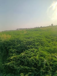 سيسبان • ٢٠ دونم