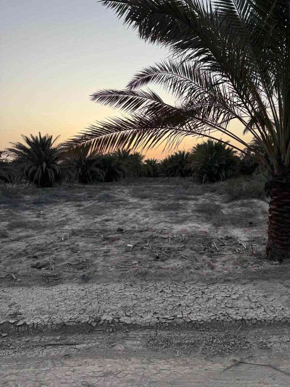 ٦ دونم • طابو سند ٢٥ • سماوه السوير