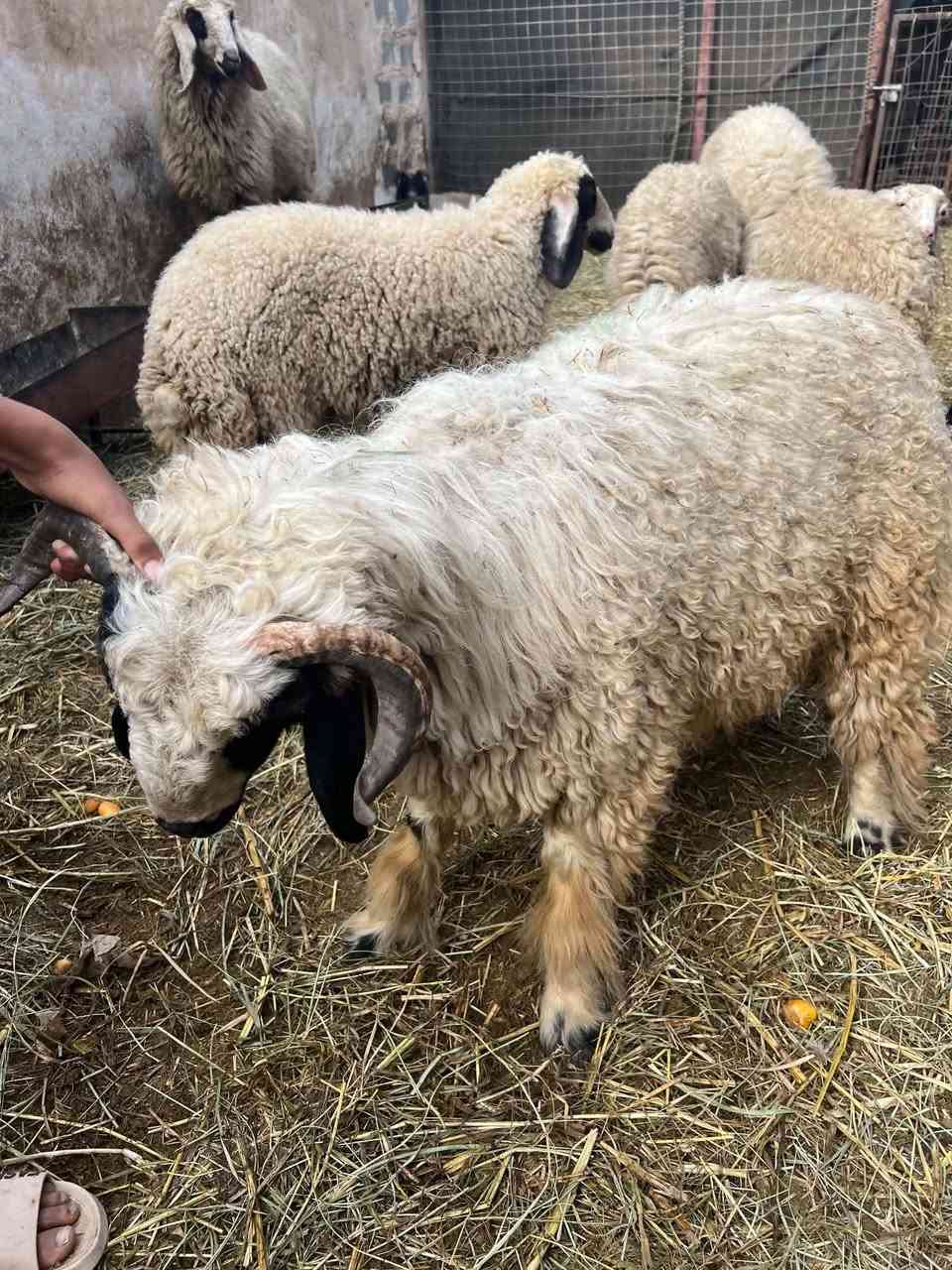 خدمة نشر • متاح • طلب شراء