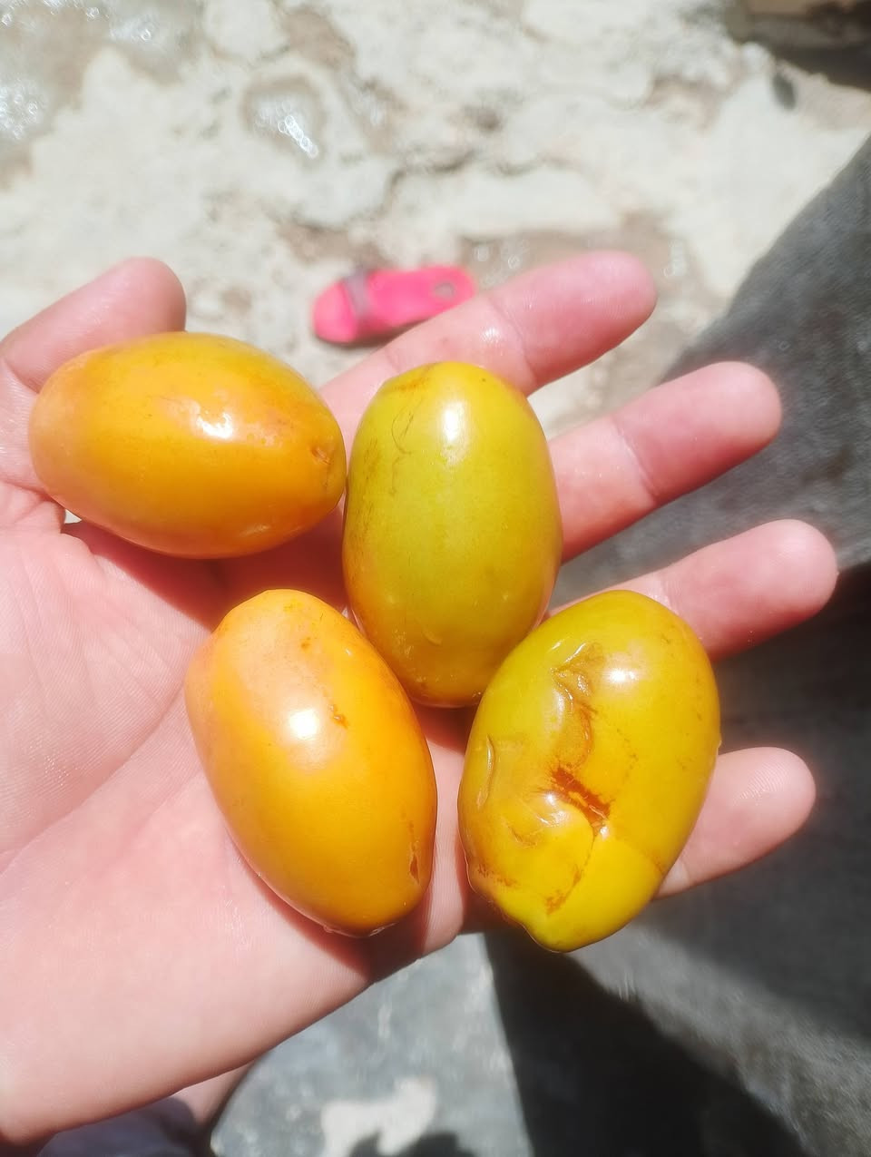 عندي هاي نخله  نوع مجهول وتمرته هاي بيدي وبالواقع اكبر من الصور تمرته  بيه جذول  هواي للبيع شراي يتصل ب***********
