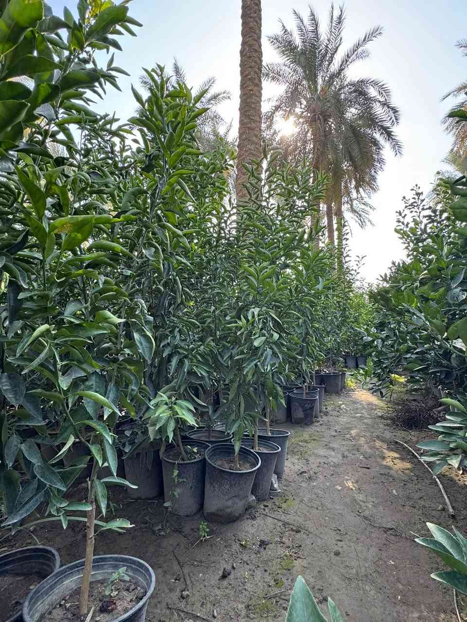 للحجز • استفسار • اتصال