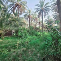بستان مخدوم • ١٨٧٥م • طابو زراعي