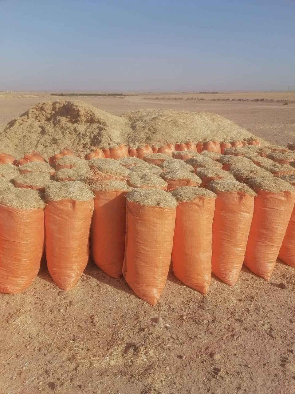 يوجد تبن نضيف مال سنه   مكان ديالى بلدروز  ***********
