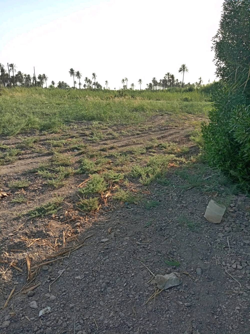 🌿 دونم زراعي للبيع  🌿

فرصة مميزة لامتلاك دونم زراعي بسند 25، مع تحويل رسمي مباشر باسم المشتري.

📍 الموقع:
طويريج – الرشيدة، قرب سيطرة 19 على طريق محمد العابد، ويبعد أقل من 300 متر عن الشارع المبلط.

✅ جميع الخدمات متوفرة.
✅ موقع مناسب للسكن أو الاستثمار.

📞 للتواصل:
اتصال أو واتساب: ***********