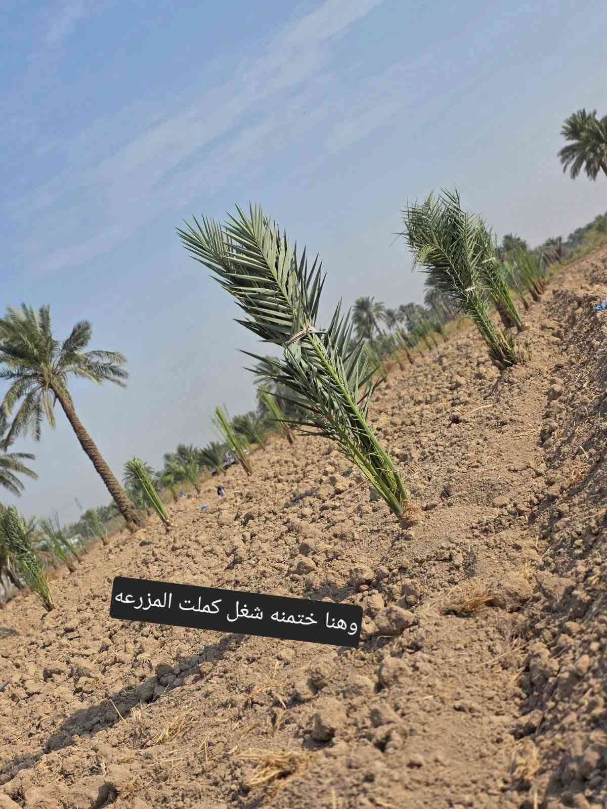 سلام عليكم ورحمة الله وبركاته
نعمل في قص النخيل ونبك ولقلنطوز /وحش الحدائق وتنظيف الحدائق🌴  🌳 عمل جيد وتكريب وكص التمر وتركيس وتلقيح النخل وشلع وزرع النخل وتظيف ونقل النخلة أو الشجرة بعد قصها إلى مكان بعيد عن المنزل... وكذلك تنظيف النخل وتقليم الكابرس.... الإتصال على هذا الرقم(*********** /***********) في خدمتكم أن شاء الله تعالى ومن الله التوفيق🤲🌴

نص مكتوب في الصور:
- سويته بستان
- رقم صعب سجاد
- شغلنا
- بعد الشلاع
- قبل شلاع
- بعد شغل
- وهنا ختمنه شغل كملت المزرعه
