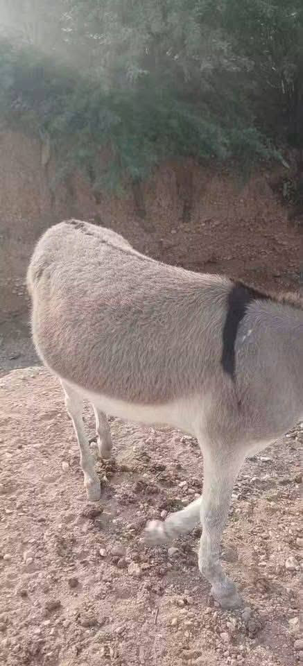 زمايل • للبيع • بسعار رمزية