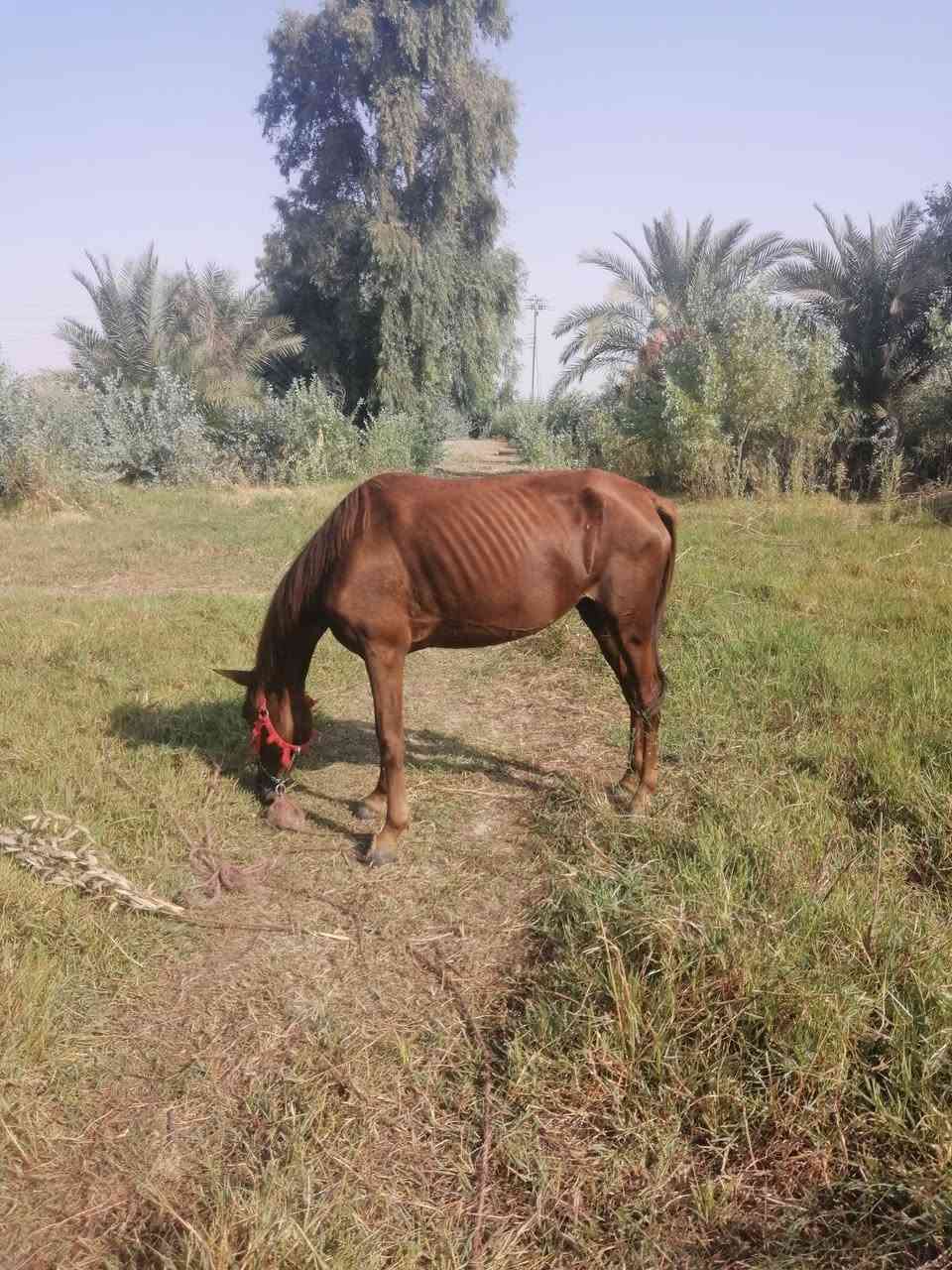 فرس عربية • ضعيفة • مناسبة هدية