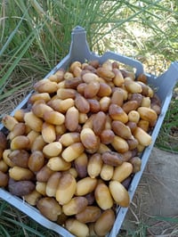 رطب • كيلو • توصيل الكوفة