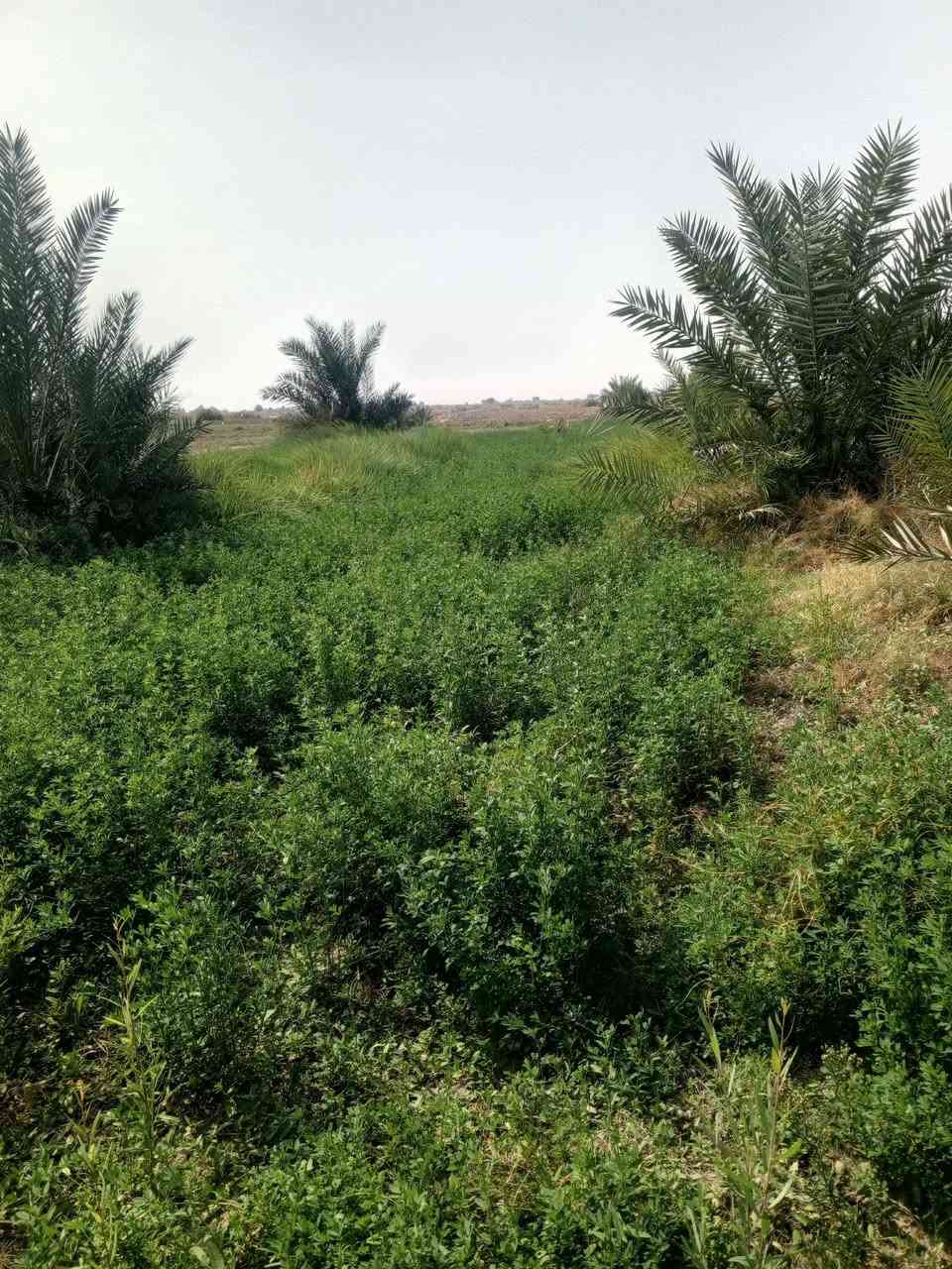 أرض • متاح • للبيع