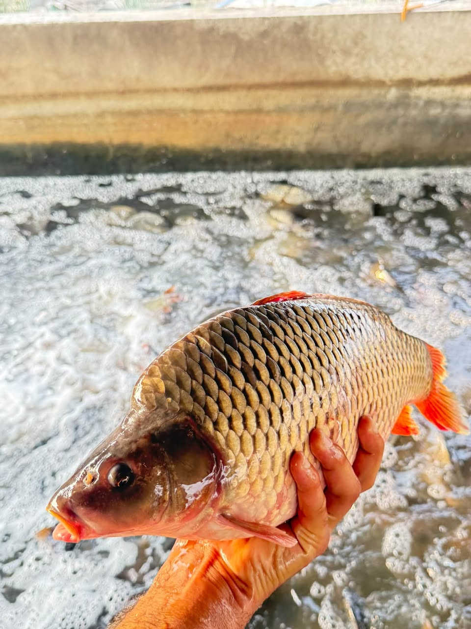 🐟 علوة أسماك القاسم
سمك شوي وقلي متوفر عدنا
الكيلو ٤ آلاف دينار

📍 مقابل كوفي أجواء، مجاور مجمع النيزك
🛵 يوجد لدينا توصيل داخل القاسم فقط
🔥 يوجد لدينا شوي

بإدارة حسين العكيلي

‭***********‬
