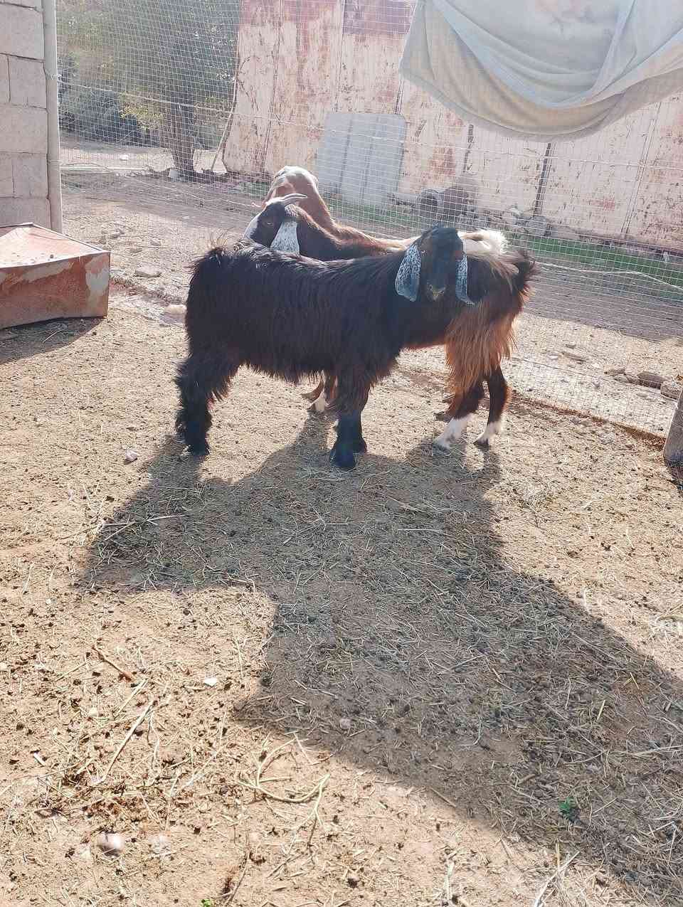 زوج معز • عشار شهر ونص • قريه جريجب