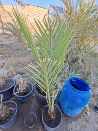 ابو الخصيب • ٥ أشهر • حجم كبير