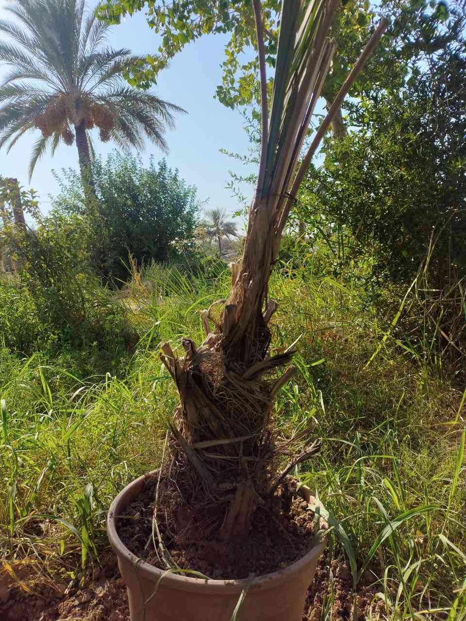 السلام عليكم يوجد نخلة برحي حر  للبيع السعر 175وبيها مجال الشراي يتصل ***********
