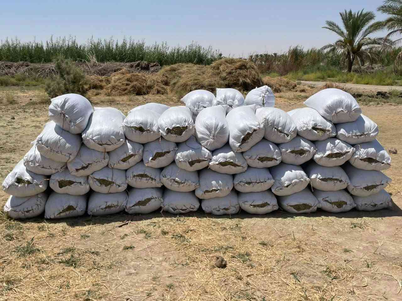 سلام عليكم ورحمة الله وبركاته اخواني الاعزاء تبن جت درجه اولى مثل ما واضح بل صوره العدد 80 الونيه عله 6:500وبيه مجال لطيبين المكان الانبار قضاء هيت ناحيه الفرات زويه رقم الهاتف *********** @الجميع

